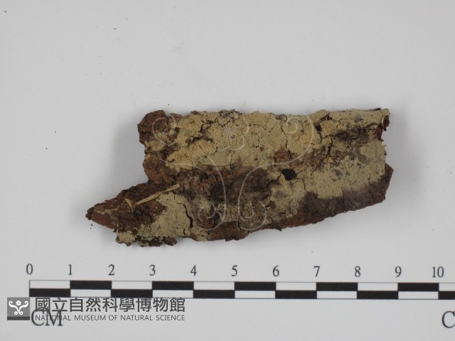 登錄號:F0024711藏品圖，第1張