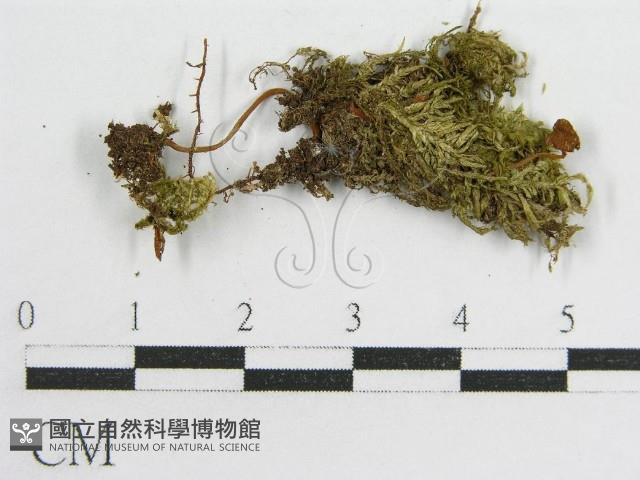 登錄號:F0012711藏品圖，第1張