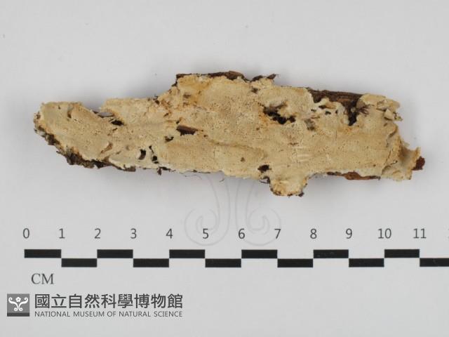 骨皮菌屬藏品圖，第1張