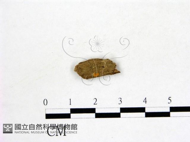 登錄號:F0007711藏品圖，第1張