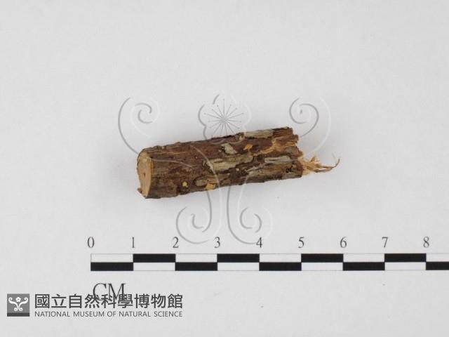 小菇屬藏品圖，第1張