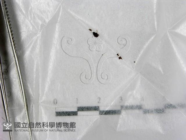 登錄號:F0005711藏品圖，第1張