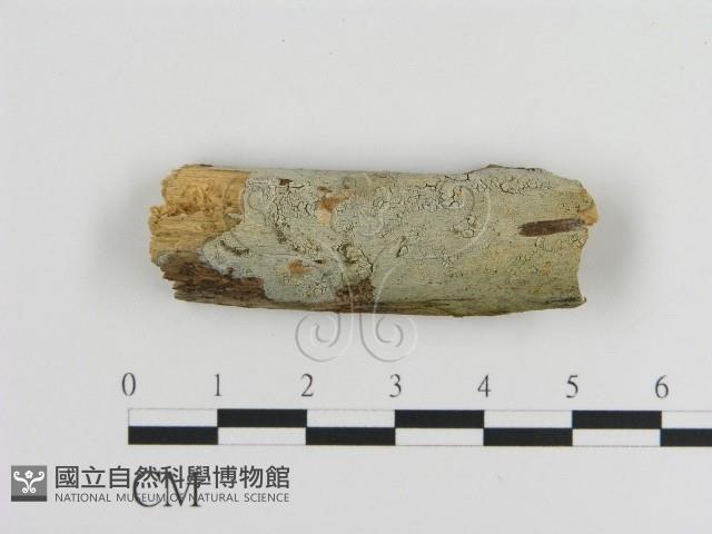 傑克菌屬藏品圖，第1張