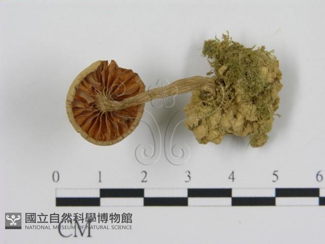 登錄號:F0009711藏品圖，第1張