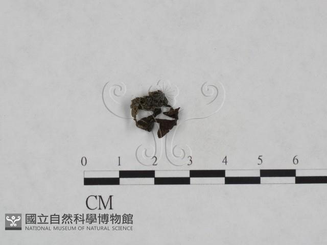 登錄號:F0023711藏品圖，第1張