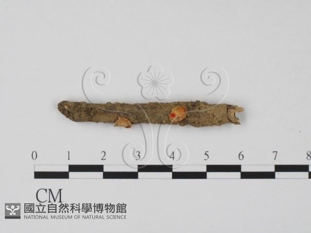 登錄號:F0003711藏品圖，第1張