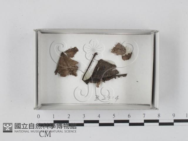 登錄號:F0018511藏品圖，第1張