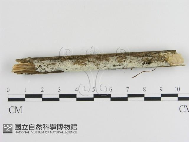 登錄號:F0020511藏品圖，第1張