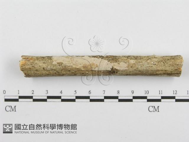 登錄號:F0000511藏品圖，第1張