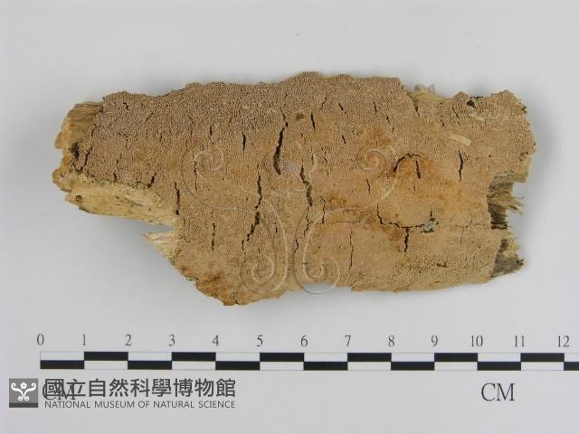 登錄號:F0010511藏品圖，第1張