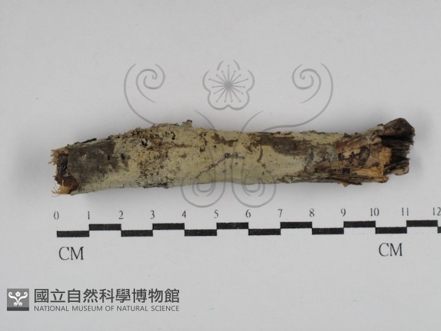 登錄號:F0030511藏品圖，第1張