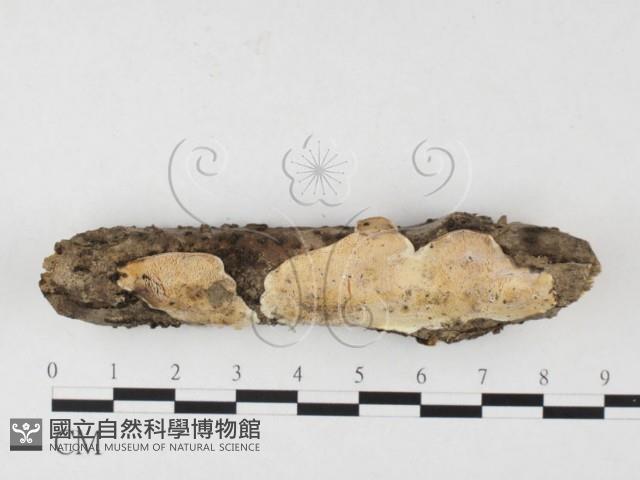 骨皮菌屬藏品圖，第1張