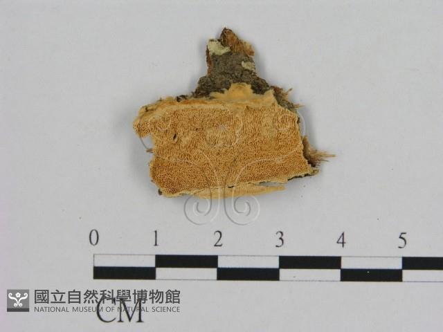 登錄號:F0006511藏品圖，第1張