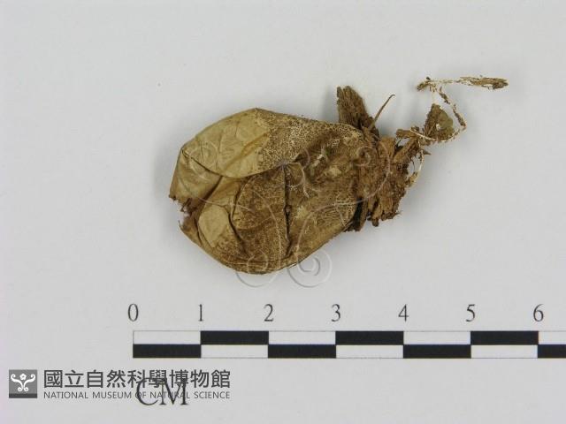 登錄號:F0016511藏品圖，第1張