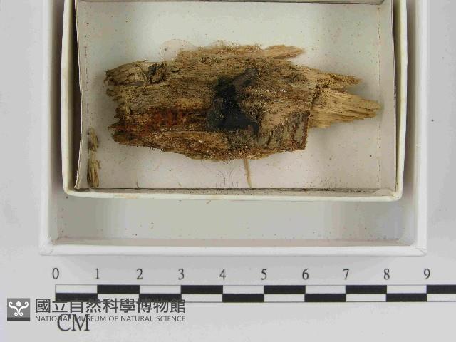 登錄號:F0021511藏品圖，第1張