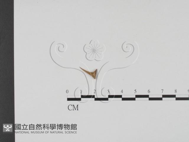 登錄號:F0011511藏品圖，第1張