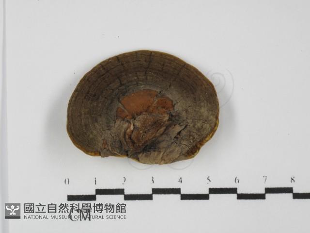 登錄號:F0031511藏品圖，第1張