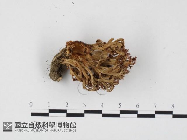登錄號:F0024511藏品圖，第1張