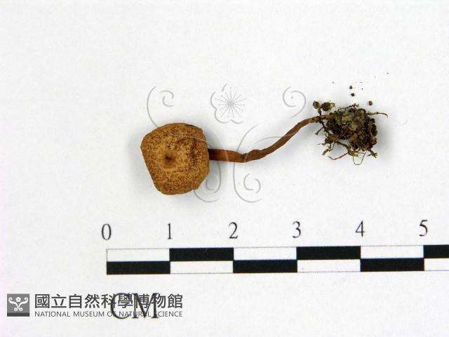 乳菇屬藏品圖，第1張