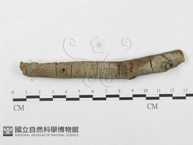 登錄號:F0002511藏品圖，第1張