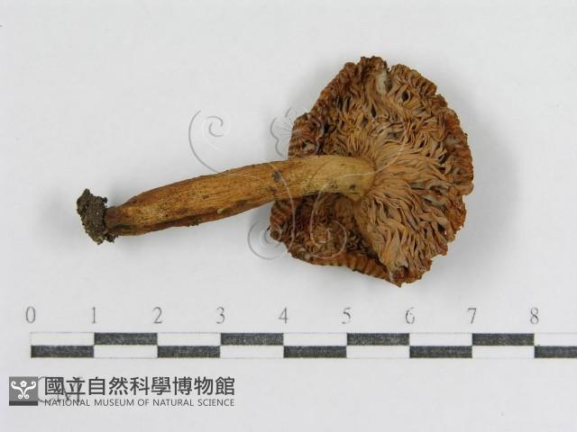 登錄號:F0012511藏品圖，第1張