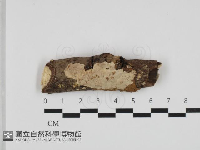 刺皮菌屬藏品圖，第1張