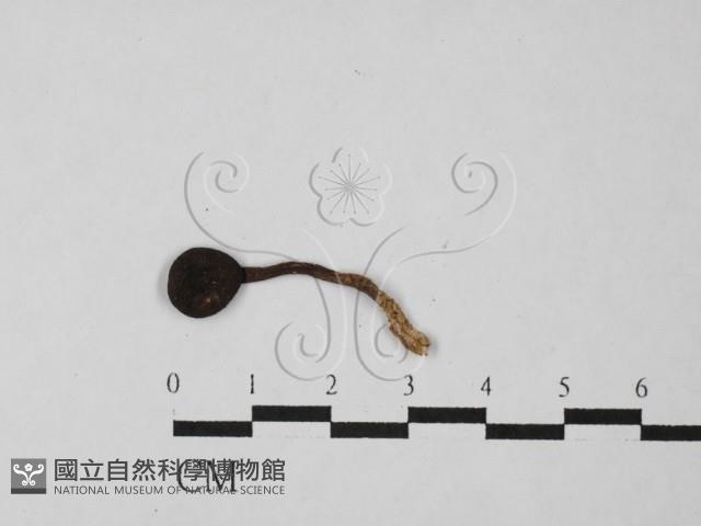登錄號:F0027511藏品圖，第1張