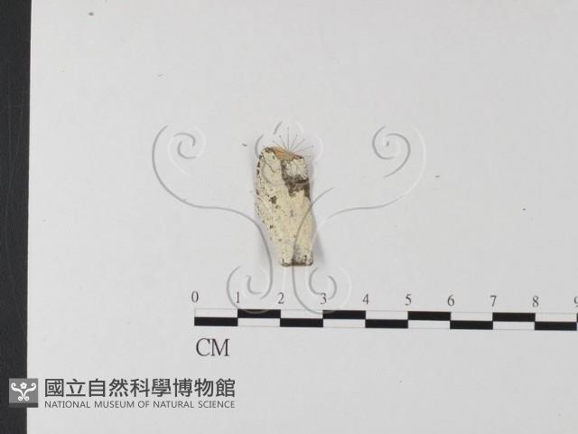 冇骨消絲齒菌藏品圖，第1張