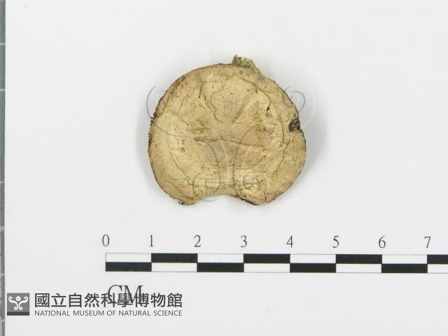 四孢蘑菇藏品圖，第1張