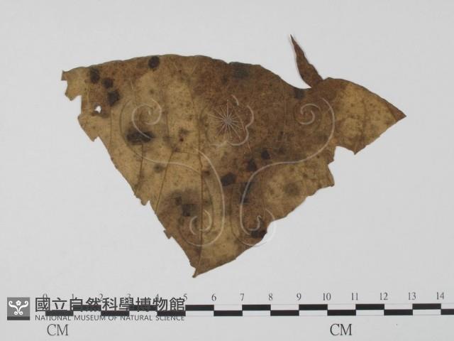 登錄號:F0019511藏品圖，第1張