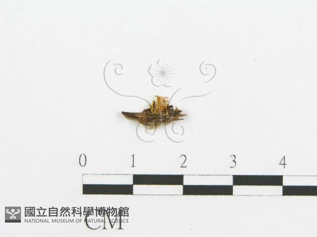 登錄號:F0013511藏品圖，第1張