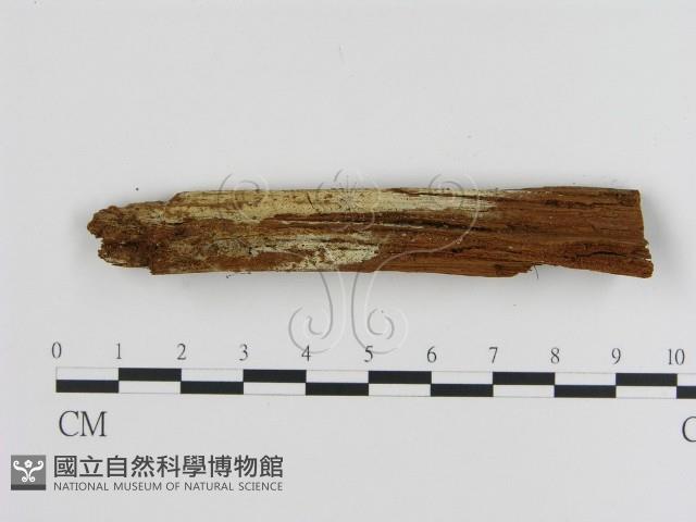 絲皮菌屬藏品圖，第1張