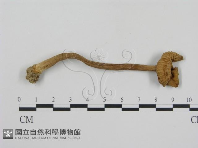 登錄號:F0010111藏品圖，第1張