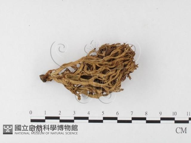 登錄號:F0026111藏品圖，第1張