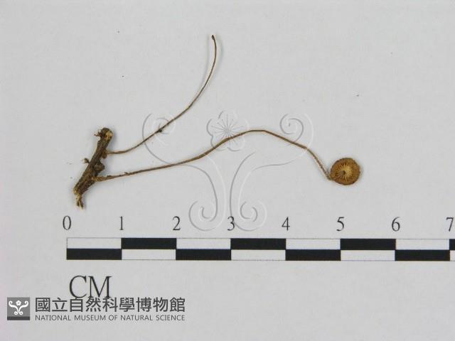 小皮傘屬藏品圖，第1張