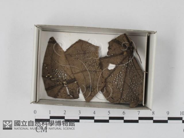 登錄號:F0021111藏品圖，第1張