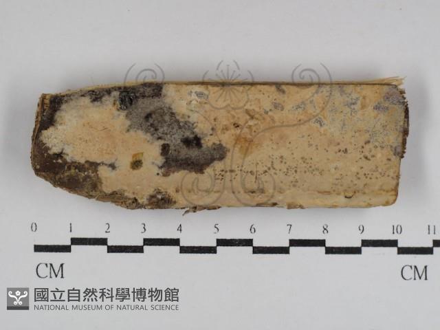 登錄號:F0031111藏品圖，第1張