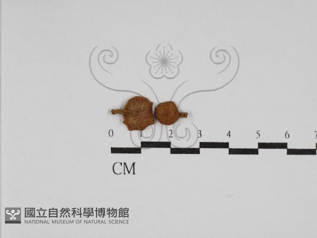 登錄號:F0024111藏品圖，第1張