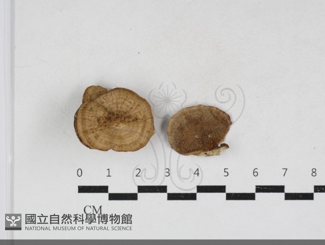 登錄號:F0034111藏品圖，第1張