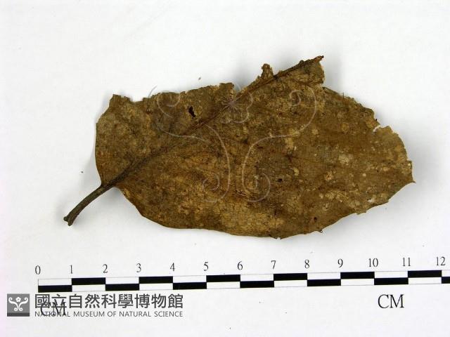 登錄號:F0002111藏品圖，第1張