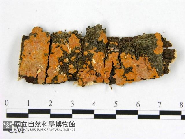 登錄號:F0012111藏品圖，第1張