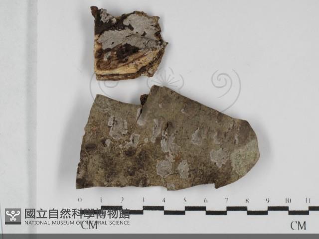 登錄號:F0032111藏品圖，第3張