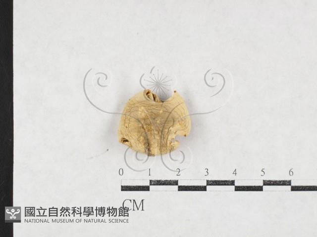 登錄號:F0027111藏品圖，第1張