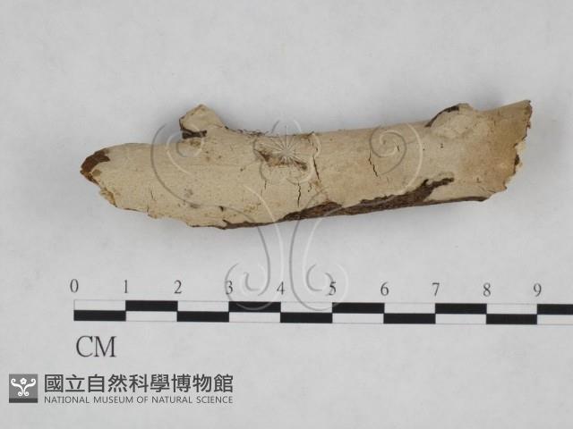 刺皮菌屬藏品圖，第1張