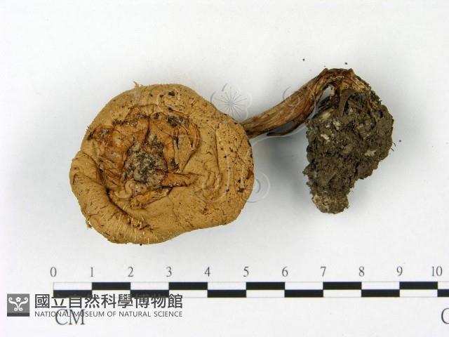 登錄號:F0023111藏品圖，第1張