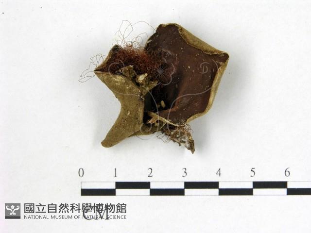 毛木耳藏品圖，第1張