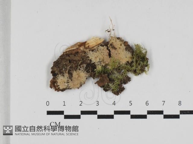 登錄號:F0033111藏品圖，第1張