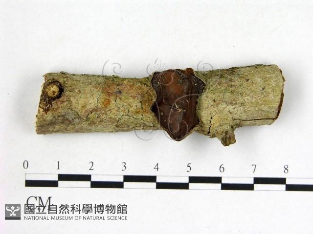 毛木耳藏品圖，第1張
