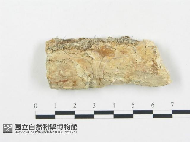 登錄號:F0010011藏品圖，第1張