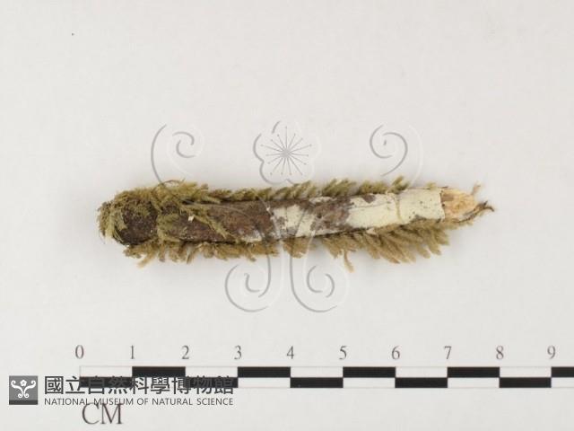 絲皮菌屬藏品圖，第1張